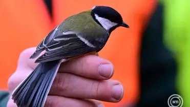 Széncinege (Parus major) a 25. Vadlúd Sokadalom helyszínén tartott madárgyűrűzési bemutatón a tatai Öreg-tó partján 2025. november 29-én. MTI/Kovács Attila