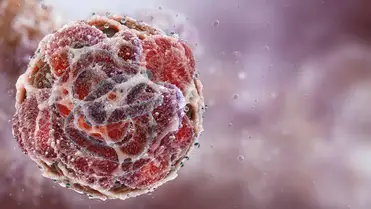 Rozspollenből származó molekulák segíthetik a rákkutatást