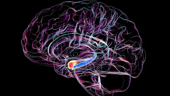 Titkos fegyver az Alzheimer-kór ellen – ezen az apróságon múlik az agyad épsége