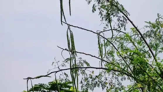 Megvan a módszer, így szabadulhatunk meg a mikroműanyagoktól