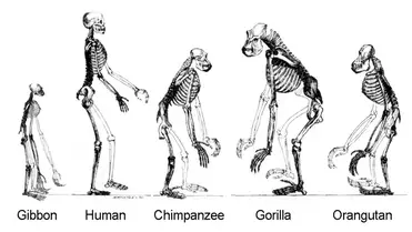 18 millió éves egyiptomi fosszília írhatja át az emberi evolúciót