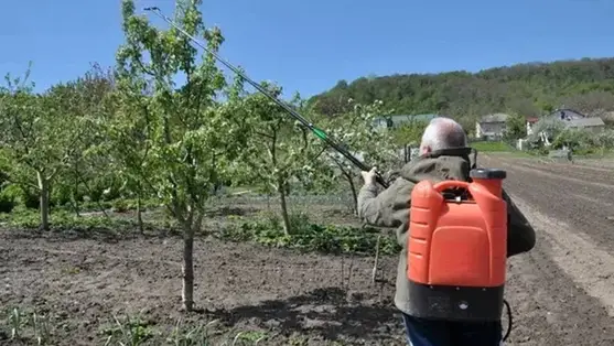 Nem hagyhatjuk magára gyümölcsfáinkat! - Kötelező a minimális növényvédelem