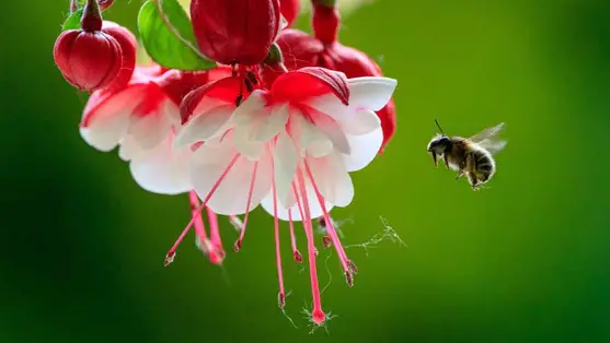 Meghökkentő felfedezés: a méhek a korai pilótákhoz hasonlóan navigálnak
