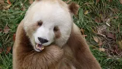 Mesterséges megtermékenyítéssel fogant óriáspandabocs született Kínában