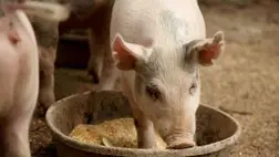 A sertések takarmányozása