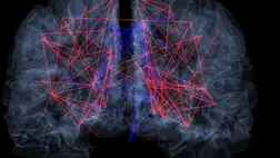 Mégiscsak különbözik a férfiak és a nők agya