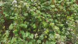 A hajdina (ukrán nevén grecska) gluténmentessége miatt kiváló az arra érzékenyek diétájához. 