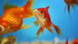 A halak fejében is létezik egy belső GPS-rendszer