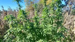 Kertjében termesztette a kendert egy nagypaládi férfi