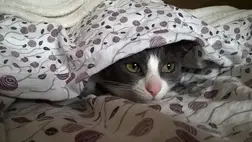 Macskákat, hollókat és más állatokat is kiképzett kémkedésre a CIA