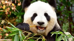 A fogságban élő óriáspandák száma 673-ra emelkedett a világon