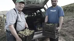 Az átlagosnál alacsonyabb a must cukorfoka - Szüret előre hozva. Fotó: Kovács Elemér