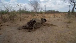 Elefántok, gnúk és zebrák százai pusztultak el Kenyában