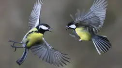 Kezdődik az énekesmadár-etetési szezon