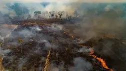 Az amazóniai esőerdők csaknem egyötöde elpusztult