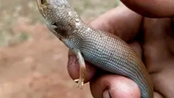 Erős védelmet kapott egy ritka ausztráliai gyíkféle
