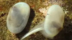Harmincezer éve kihalt, de most újra felfedezték ez a kagylót