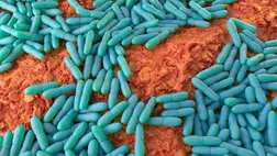 Őrület: leprával gyógyítanának betegeket