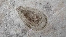 Kiderült, mit ettek a Föld első állatai