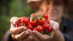 A paradicsom újabb pozitív hatása