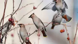 Hihetetlen: vannak részeges állatok is - elképesztő felvételek!