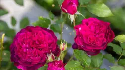 Néhány angol rózsa egyszerűen nem virágzik tovább