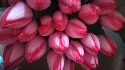 A tulipánhajtatás előnyei és hátrányai