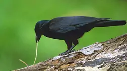 Újabb megdöbbentő képességről tettek szert a varjak