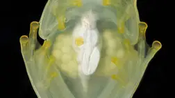 Kiderült, hogyan válnak átlátszóvá az üvegbékák