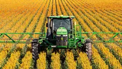 Aszályos évek nyertes növényei a Kárpát-medencében - Szemes cirok termesztése (3.)