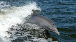 Rekordhosszú távot úszott egy delfin