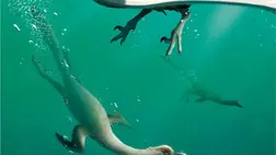 Nagyon furcsa dinoszauruszt találtak Mongóliában