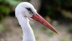 Nem szorulnak segítségre az áttelelő fehér gólyák