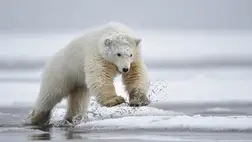 Rohamtempóban hanyatlik a jegesmedvék fővárosa