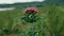 A máj meghálálja: mit tud a máriatövis?