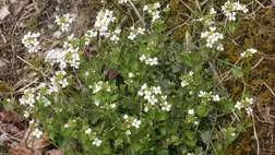 Növénytermesztési kísérletbe fogtak az űrhajósok a kínai űrállomáson