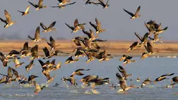 Vízimadarak terjesztik a szárazföldi növényeket