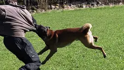 A kutyák agresszivitását a gazdájuk viselkedése is befolyásolhatja