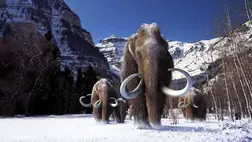 Ezen a helyen módszeresen ölték le a mamutokat