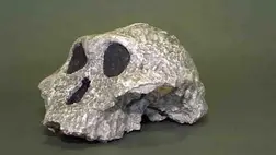 Egy 2,9 millió éves mészárszék mesél a kőkorszaki technológiáról