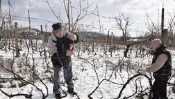 Idénykezdet a szőlőben - Metszeni csak pontosan, szépen…