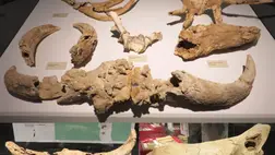 A neandervölgyi ember már 55 ezer évvel ezelőtt trófeákat gyűjtött a barlangjában