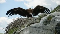 Gyimesi barátkeselyű. Fotó: Molnár Ábel Péter