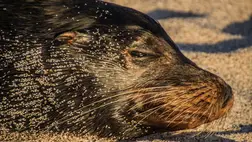 Az elefántfókák napi két órát alszanak, azt is merülés közben