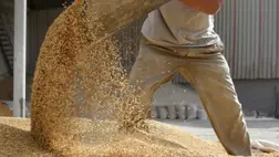 Gabona. Illusztráció