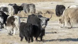 Több mint 750 éve iszunk már jaktejet