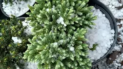 Jégeső Nagydobronyban. Fotó: facebook.com/julia.kerteszete