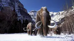 Nem mindig volt dús szőre a gyapjas mamutoknak