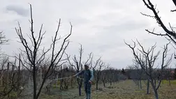 Permetezés. Növényvédelem. Illusztráció
