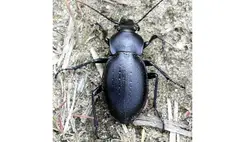 Hajlamosak vagyunk azt hinni, hogy ha egy rovar („bogár”) megjelenik a gondozott kertjeinkben, akkor azokat azonnal irtani kell. Nos, ez egyáltalán nem így van!